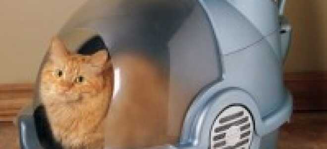 Выбираем биотуалет для кошек