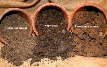 Типы почв